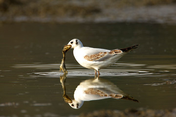 Black-headed gull feeding on a fishpond Crna Mlaka