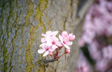 Bright pale pink spring flowers. branch of blossoming apple tree or cherry with white and light flowers against blue sky. Summer natural backdrop. Botanical bloom concept. Copy Space. Selective focus.