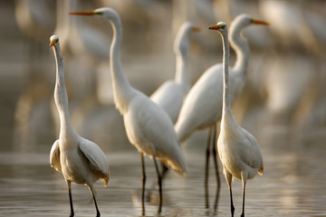 The great egret from Crna Mlaka