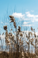 stalks of reeds with fluffy tops in the contra light of the sun