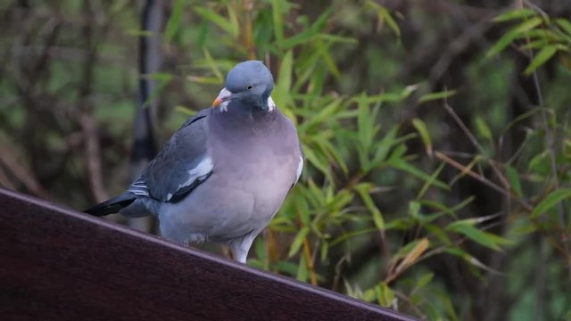 Woodpigeon searching for food in winter in urban house garden.