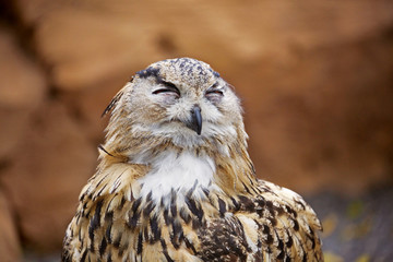 Owl portrait, close up of funny face, owl laughing with very happy, comical face. Happiness concept