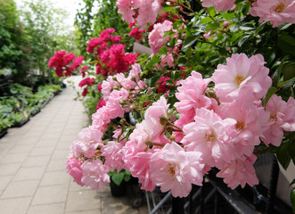 ローズガーデン