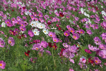 Cosmos sulphureus flower fields in white and pink color. It is also known as sulfur cosmos and attract birds and butterflies.