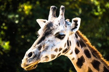 portrait of giraffe