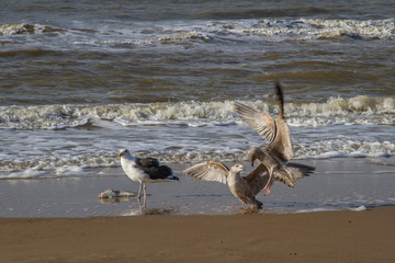 three seagulls and a dead fish on the beach of the North Sea