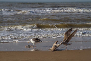 three seagulls and a dead fish on the beach of the North Sea
