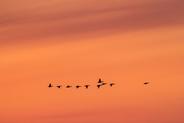 silhouette of a a group of ducks flying in a row in the red sky of sunset