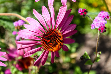 Obraz premium Blossoms of coneflowers (echinacea) in pink, yellow and orange