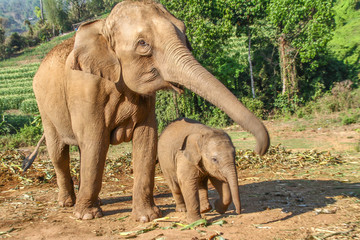 Obraz premium Elefant mother with its baby on a harvested field in the jungle of Thailand