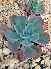 Succulent and Drought Tolerant Plant Varities