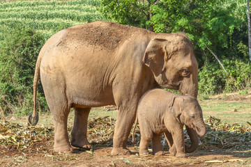 Naklejka premium Elefant mother with its baby on a harvested field in the jungle of Thailand
