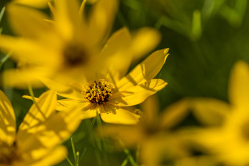 Blossoms of coneflowers (rudbeckia) in yellow and orange