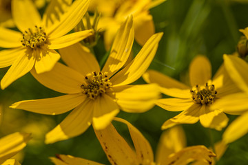 Blossoms of coneflowers (rudbeckia) in yellow and orange