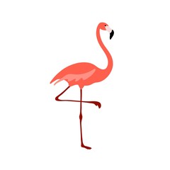 Flamingo clipart. Tropical bird drawing. Isolated on white.