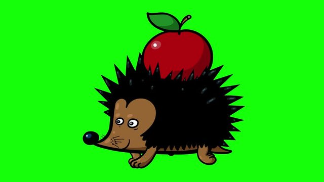 Cartoon hedgehog with apple walking. Happy animal loop on greenbox and white background. Isolated character for any movie. Children animation autumn style.