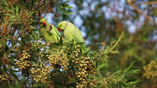 Beautiful Scenery Of Two Indian Ringneck parrot Eating On The Branches In Dubai Safa Park - Close Up Shot