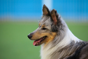 smart dog, Border Collie