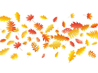 Oak, maple, wild ash rowan leaves vector, autumn foliage on white background.