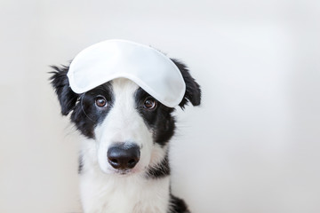 Naklejka na ściany i meble Do not disturb me, let me sleep. Funny cute smilling puppy dog border collie with sleeping eye mask isolated on white background. Rest, good night, siesta, insomnia, relaxation, tired, travel concept