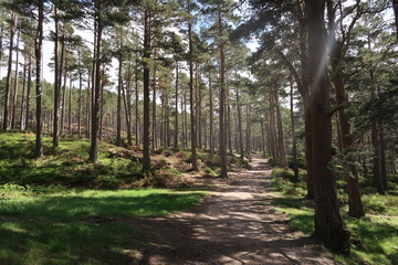 Waldweg in Schottland
