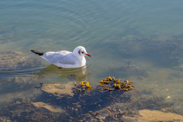 Gull in the water looking for food.