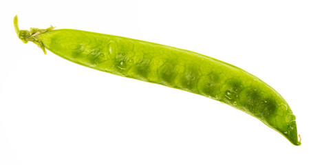 Green peas (chícharos, petipuas), tender and very fresh (with drops of water). Isolated on white background.