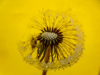 dandelion with water drops on yellow background