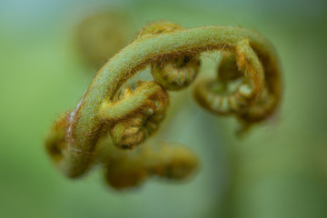 fuzzy stem plant