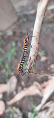 caterpillar on leaf