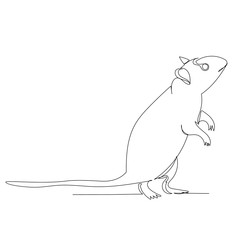 isolated, drawing with one continuous line rat, mouse, sketch