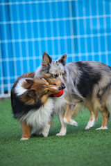 smart dog, Border Collie