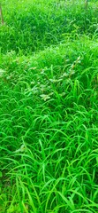 background of grass