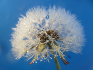 dandelion with water drops on background of blue sky
