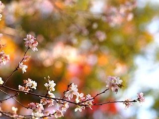 四季桜の花