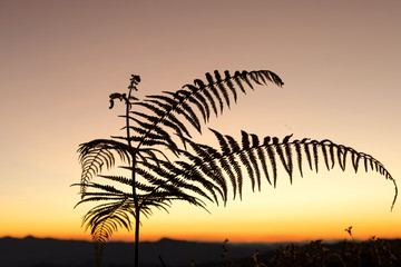 Summer evening sunset wild grass trees  silhouettes