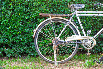 Fototapeta na wymiar Old white bicycle in the garden.