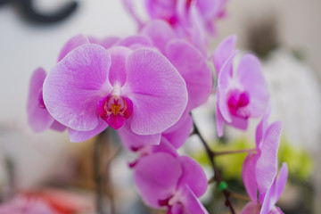  orchid flower, beautiful flower nature background