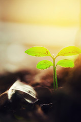 Green sprouts growing out from soil in the morning light