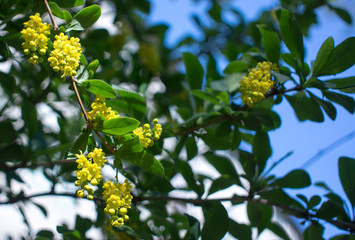 Soft focus of beautiful spring flowers Berberis thunbergii Atropurpurea blossom. Macro of tiny yellow flowers of barberry on background of elegant bokeh purple foliage. Nature concept for design.