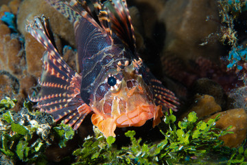 Zebra Scorpionfish Dendrochirus zebra