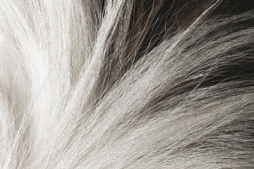 Dog animal collie texture fur close up