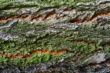 tree bark ka background texture.......