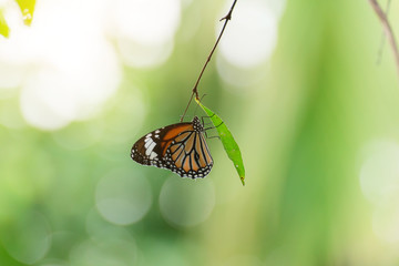 Fototapeta na wymiar Beautiful butterfly on green Leaves