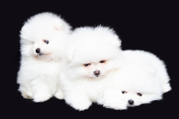 Zwergspitz ,  Pomeranian , Welpen