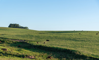 Images of the Jaguari Valley, city of de Jaguari Brazil