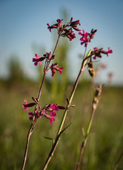 Beautiful summer picture with a flowers 