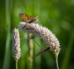 Beautiful summer picture with a flowers 