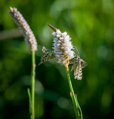 Beautiful summer picture with a flowers 
