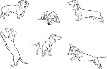 Dachshund, dachshund figure, vector, different positions, illustration, black and white, silhouette